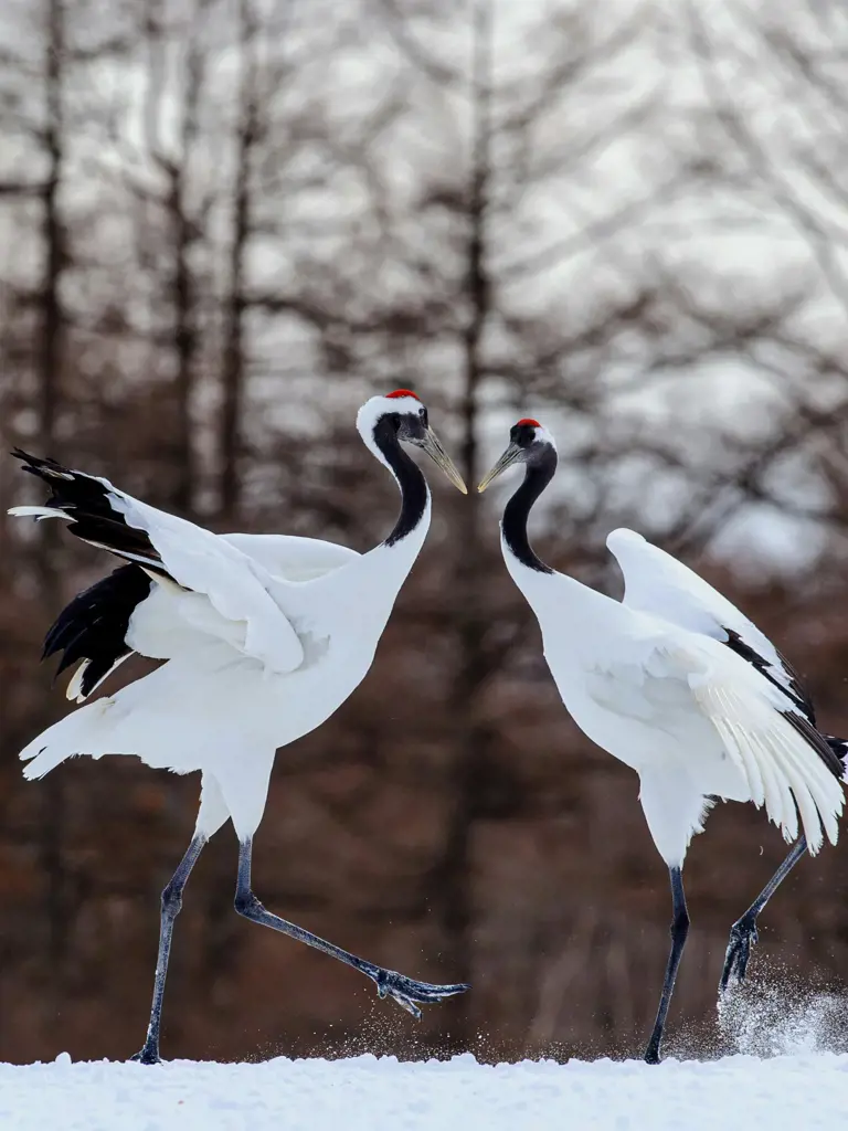 Japan – Mietwagenreise durch Hokkaido